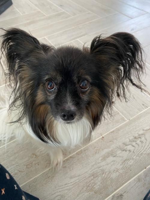 Главный помощник.   Мелкарик (как ласково называет собакевича муж) - это моя ниточка, куда я, туда и он. 02