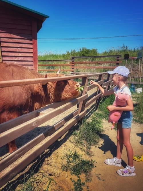 Парк Альпак - уютное местечко среди меловых гор под Воронежем, где альпак можно пожамкать за шубки. 07