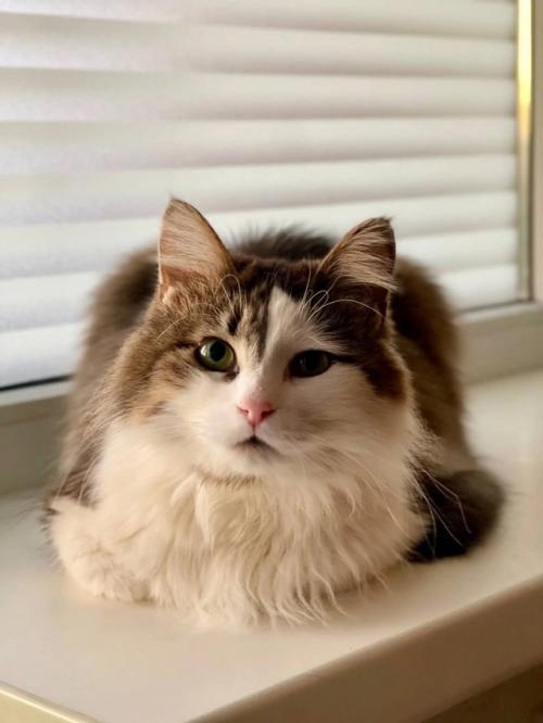 В наличии шикарный кот Степан, кастрирован. 01