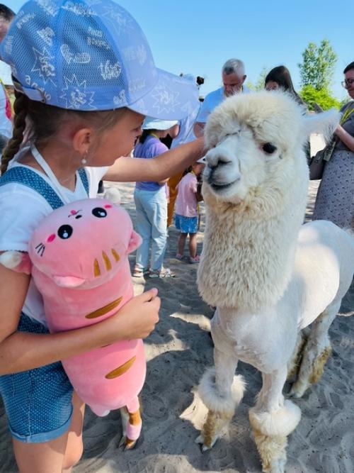 Парк Альпак - уютное местечко среди меловых гор под Воронежем, где альпак можно пожамкать за шубки. 03