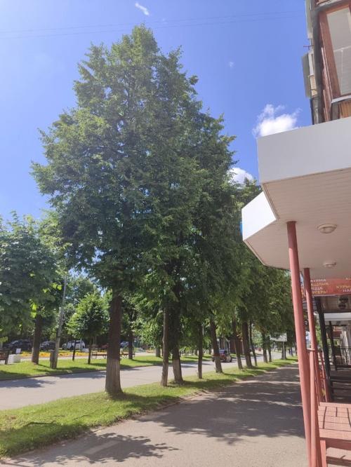 Тени исчезают в полдень. 06 Тени исчезают в полдень. 06