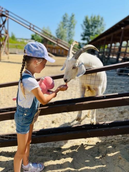 Парк Альпак - уютное местечко среди меловых гор под Воронежем, где альпак можно пожамкать за шубки. 06