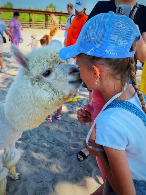 Парк Альпак - уютное местечко среди меловых гор под Воронежем, где альпак можно пожамкать за шубки. 01