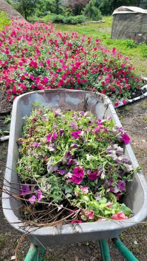 Хочешь так?  Возьми секатор и сделай прическу своим петуниям. 03