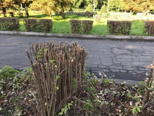 Помните такую поговорку: заставь дурака богу молиться, так он и лоб расшибет? 02