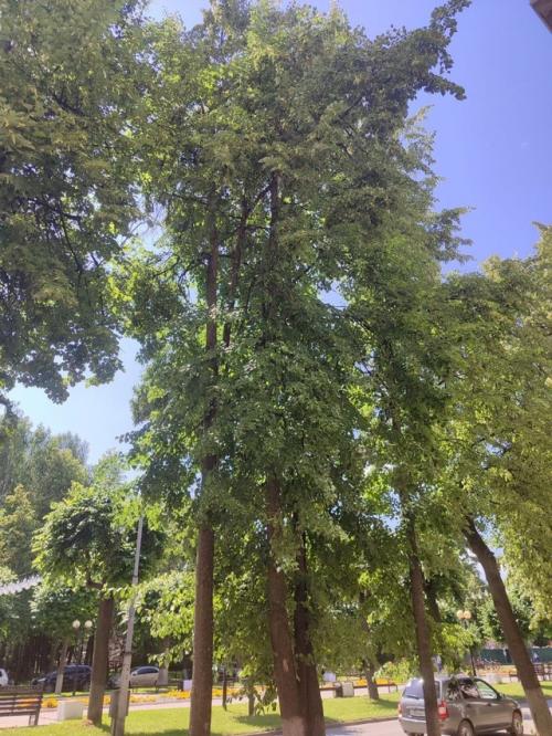 Тени исчезают в полдень. 05 Тени исчезают в полдень. 05