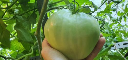 В Багдаде всё спокойно. 06 В Багдаде всё спокойно. 06