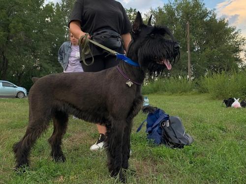 В День поселка в Усть-абакане пройдет шоу дрессированных собак. 01 В День поселка в Усть-абакане пройдет шоу дрессированных собак. 01