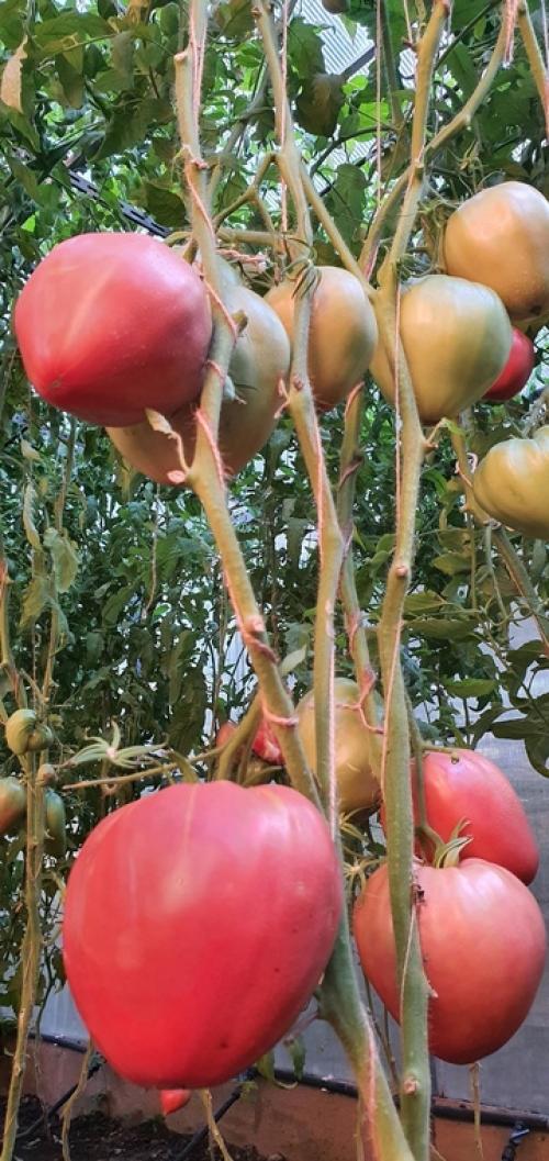 В Багдаде всё спокойно. 05 В Багдаде всё спокойно. 05