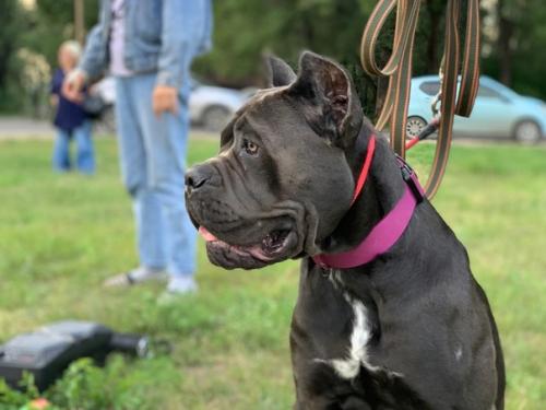 В День поселка в Усть-абакане пройдет шоу дрессированных собак. 02 В День поселка в Усть-абакане пройдет шоу дрессированных собак. 02