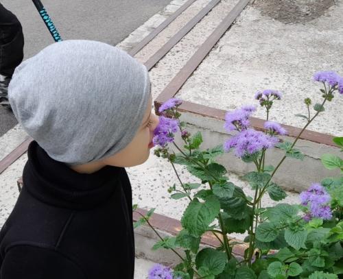 Срцнвсалда. Цветы - неотьемлемая часть нашей жизни цветы украшают наш дом, работу, дачные участки, наш город, клумбы, газоны. 01