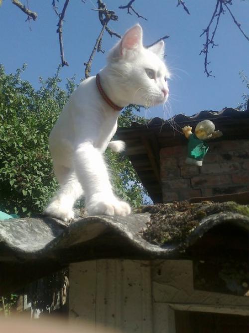 Самый красивый котик в МИРЕ самую любящую семью ищет! 01