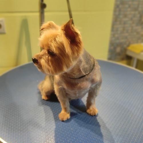 Кузя знает, что надо делать, чтобы помолодеть. 01