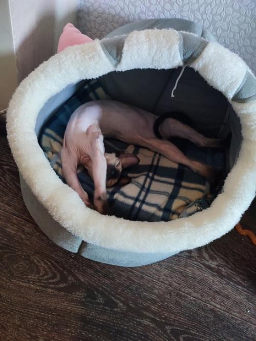 Решение отхерачить 32 см волос в январе 2020 года было лучшим в моей жизни. 03