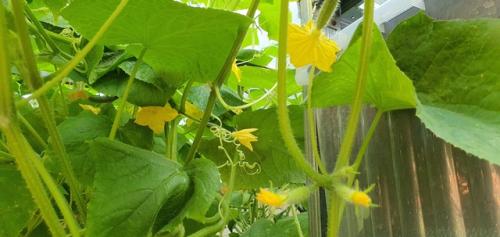 В Багдаде всё спокойно. 03 В Багдаде всё спокойно. 03