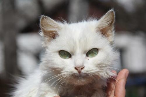 Самый красивый котик в МИРЕ самую любящую семью ищет! 02