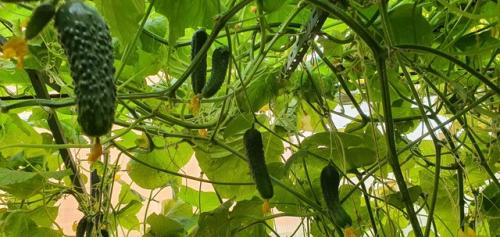 В Багдаде всё спокойно. 08 В Багдаде всё спокойно. 08