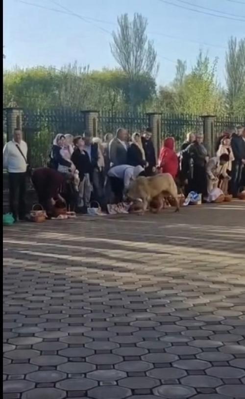 Большой белый пёс по кругу ходил. 01