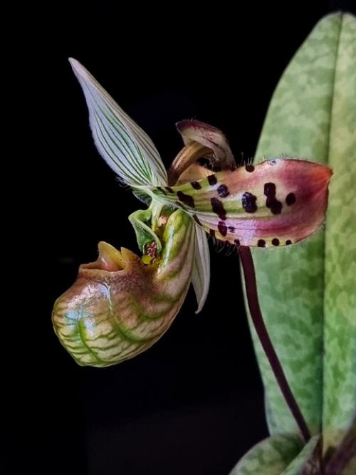 Наконец - то расцвёл мой инопланетный. 02