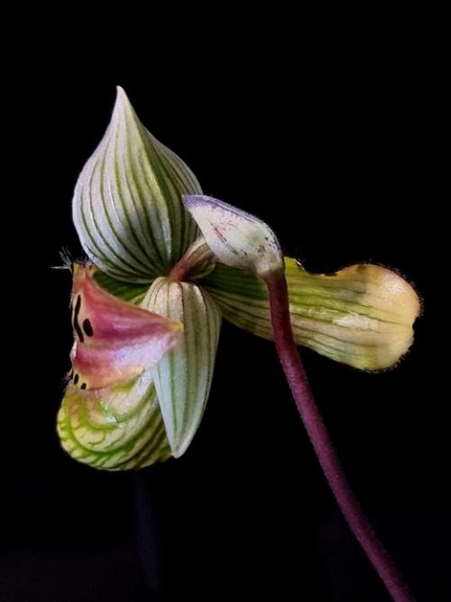 Наконец - то расцвёл мой инопланетный. 03