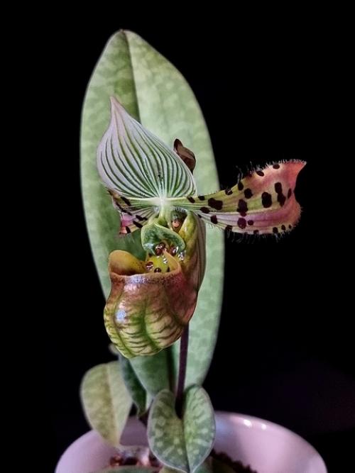 Наконец - то расцвёл мой инопланетный. 01