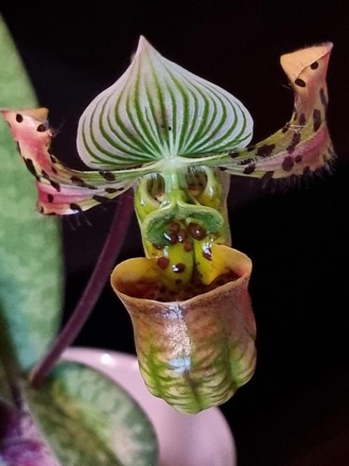 Наконец - то расцвёл мой инопланетный. 04