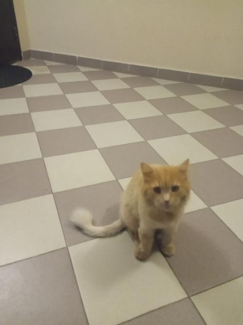 Южные ватутинки, футбольная - 8, 1 подъезд. 01